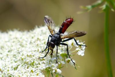 <i>Cylindromyia bicolor</i>