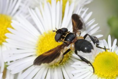 <i>Trichopoda pictipennis</i>