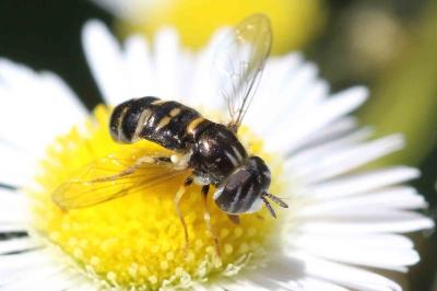<i>Paragus quadrifasciatus</i>