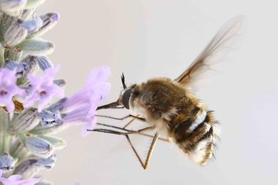 <i>Bombylius cruciatus</i>