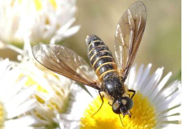 <i>Lomatia lateralis</i>