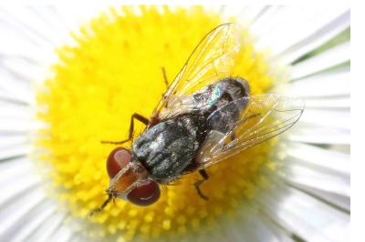 <i>Miltogramma oestracea</i>