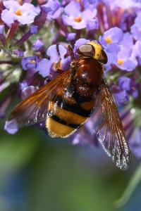 <i>Volucella zonaria</i>
