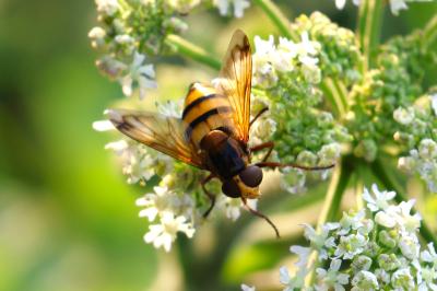 <i>Volucella inanis</i>
