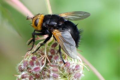 <i>Tachina grossa</i>