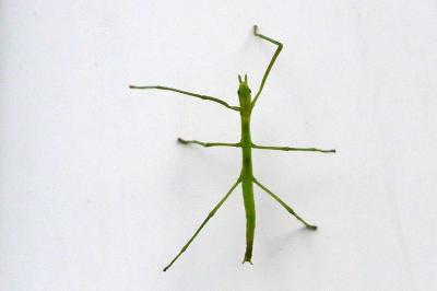 <i>Clonopsis gallica</i>
