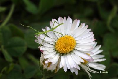 <i>Clonopsis gallica</i>