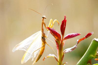 <i>Mantis religiosa</i>