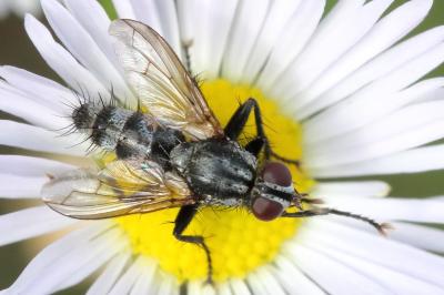 <i>Stevenia umbratica</i>