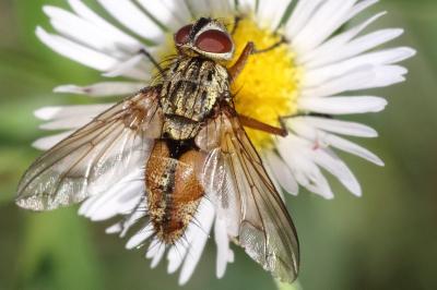 <i>Dexia rustica</i>