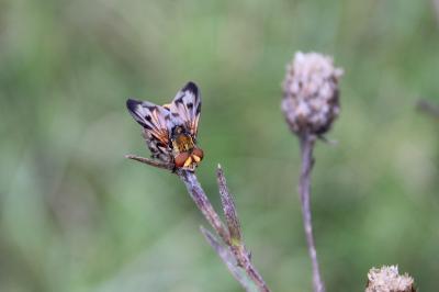 <i>Ectophasia crassipennis</i>