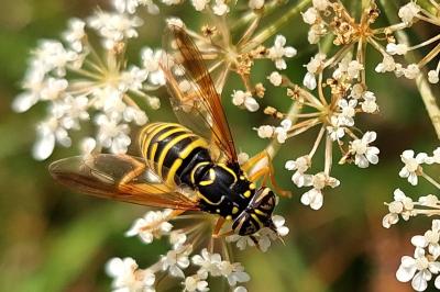 <i>Spilomyia saltuum</i>