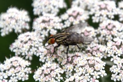 <i>Sarcophaga carnaria</i>