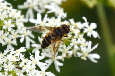 <i>Eristalis pertinax</i>