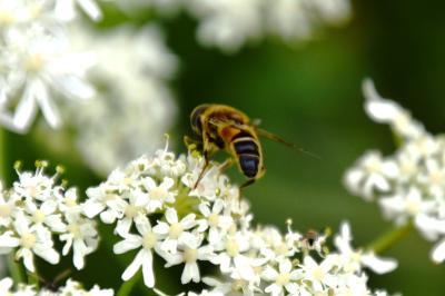 <i>Eristalis pertinax</i>