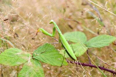 <i>Mantis religiosa</i>