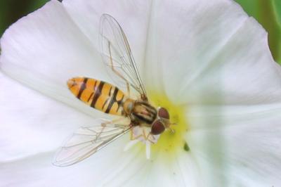 <i>Episyrphus balteatus</i>