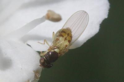 <i>Asteia amoena</i>