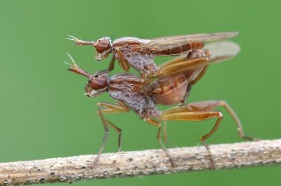 <i>Sepedon spinipes</i>