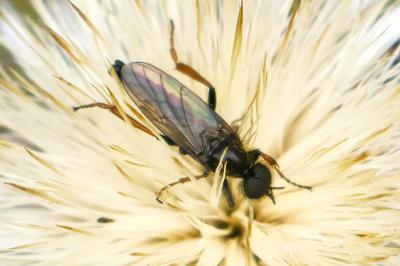 <i>Bibio lanigerus</i>
