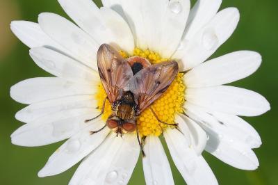 <i>Ectophasia crassipennis</i>