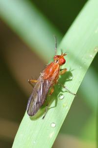 <i>Tetanocera</i>
