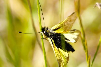 <i>Libelloides coccajus</i>