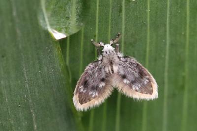 <i>Panimerus albifacies</i>