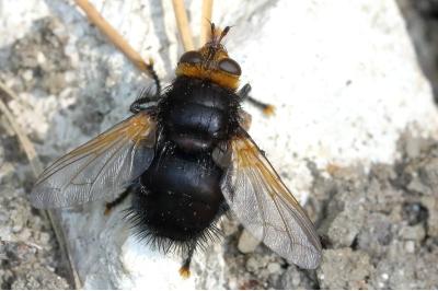 <i>Tachina grossa</i>
