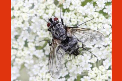 <i>Dinera ferina</i>