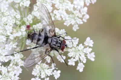 <i>Dinera ferina</i>