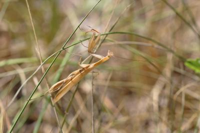 <i>Mantis religiosa</i>
