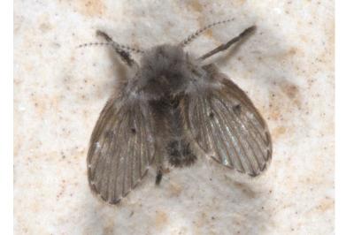 <i>Clogmia albipunctata</i>