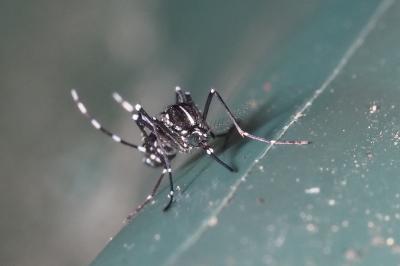 <i>Stegomyia albopicta</i>