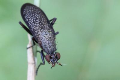 <i>Coremacera marginata</i>
