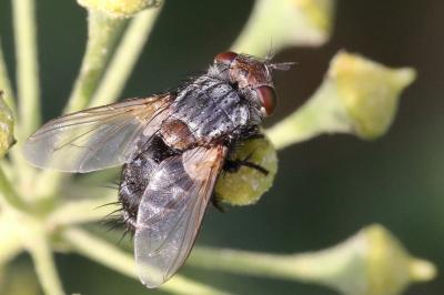 <i>Pseudogonia parisiaca</i>