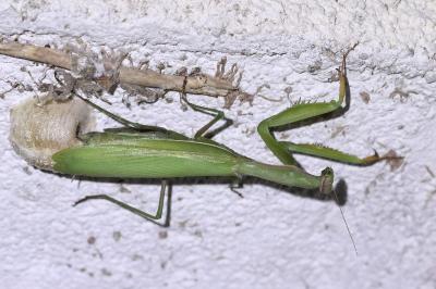 <i>Mantis religiosa</i>