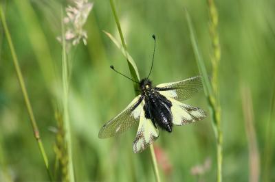 <i>Libelloides coccajus</i>
