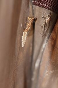<i>Mantispa styriaca</i>