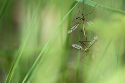 <i>Tipula oleracea</i>