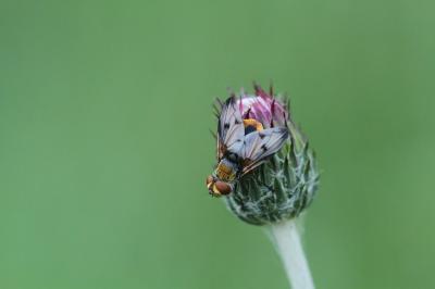 <i>Ectophasia crassipennis</i>