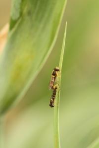 <i>Sphaerophoria scripta</i>