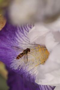 <i>Episyrphus balteatus</i>