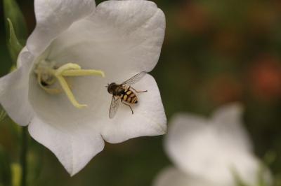 <i>Eupeodes corollae</i>