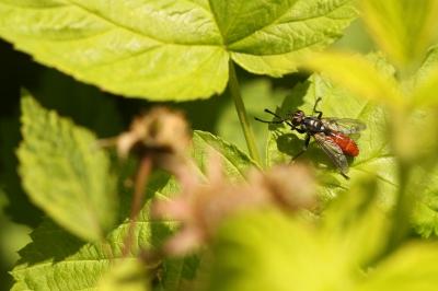 <i>Cylindromyia bicolor</i>