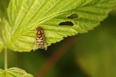 <i>Syrphus ribesii</i>