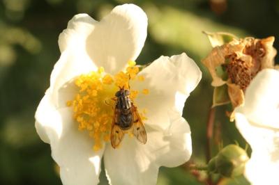 <i>Ferdinandea cuprea</i>