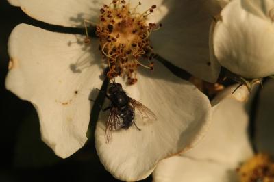 <i>Pollenia amentaria</i>