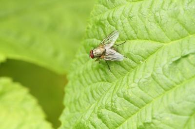 <i>Helina impuncta</i>