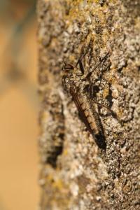 <i>Eutolmus rufibarbis</i>